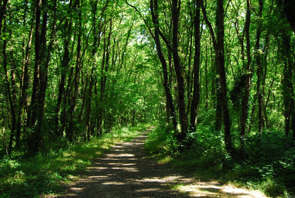 for&ecirc;t.