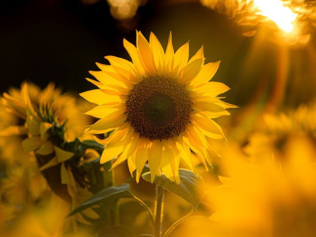 Tournesol.